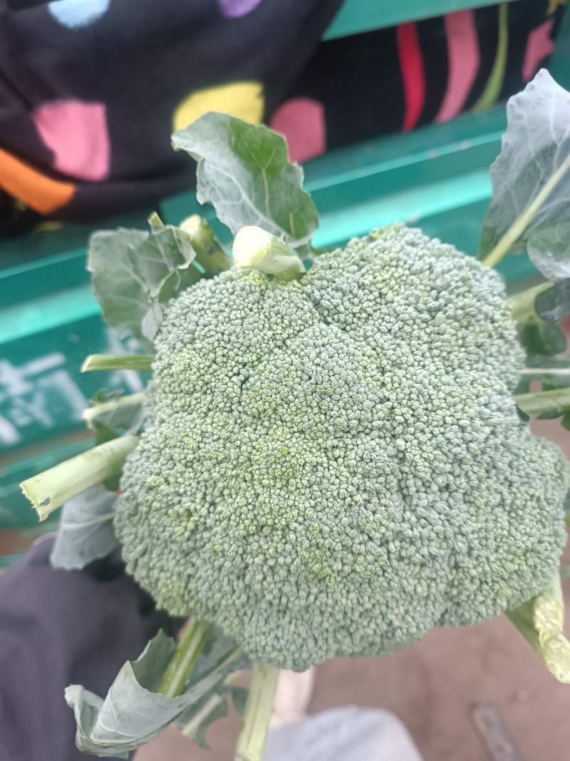 【推荐精品】西兰花/耐寒优秀西兰花品质好价格优欢迎电联