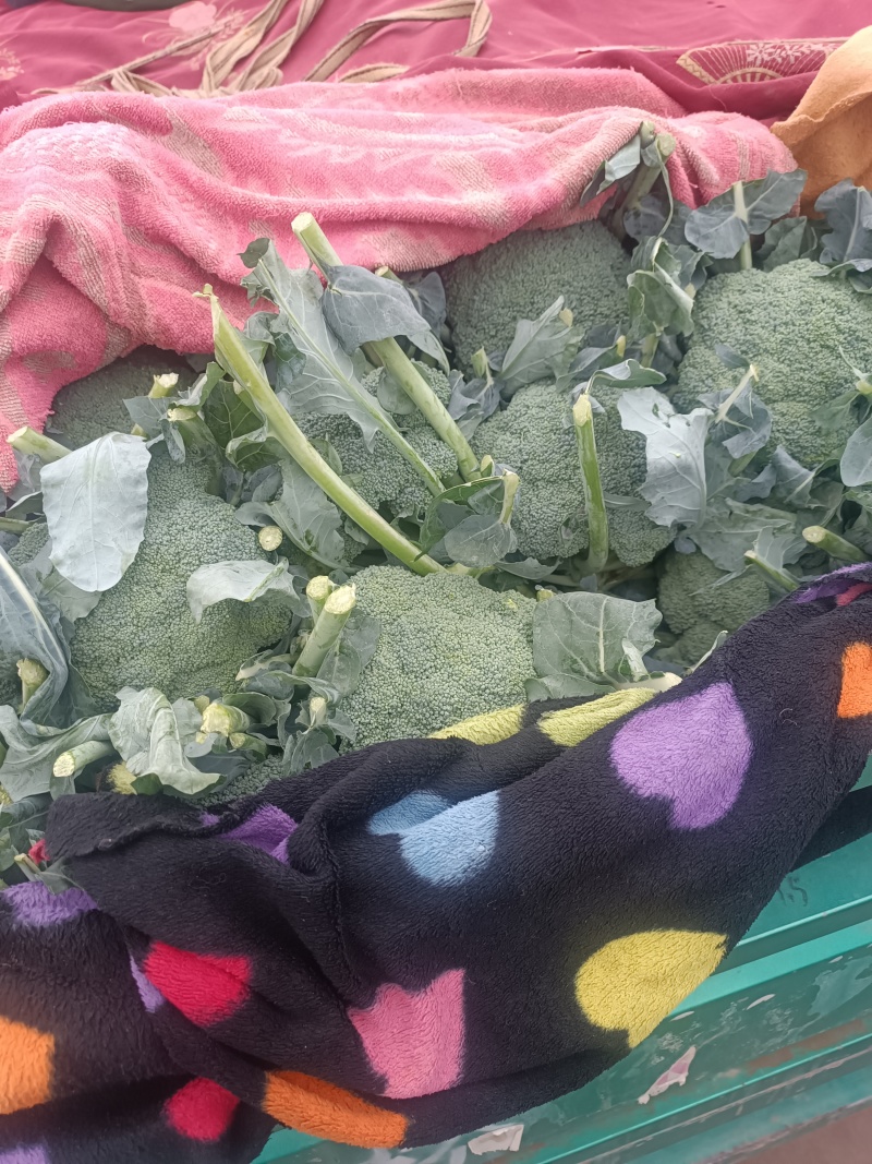 【推荐精品】西兰花/耐寒优秀西兰花品质好价格优欢迎电联