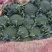 【推荐精品】西兰花/耐寒优秀西兰花品质好价格优欢迎电联