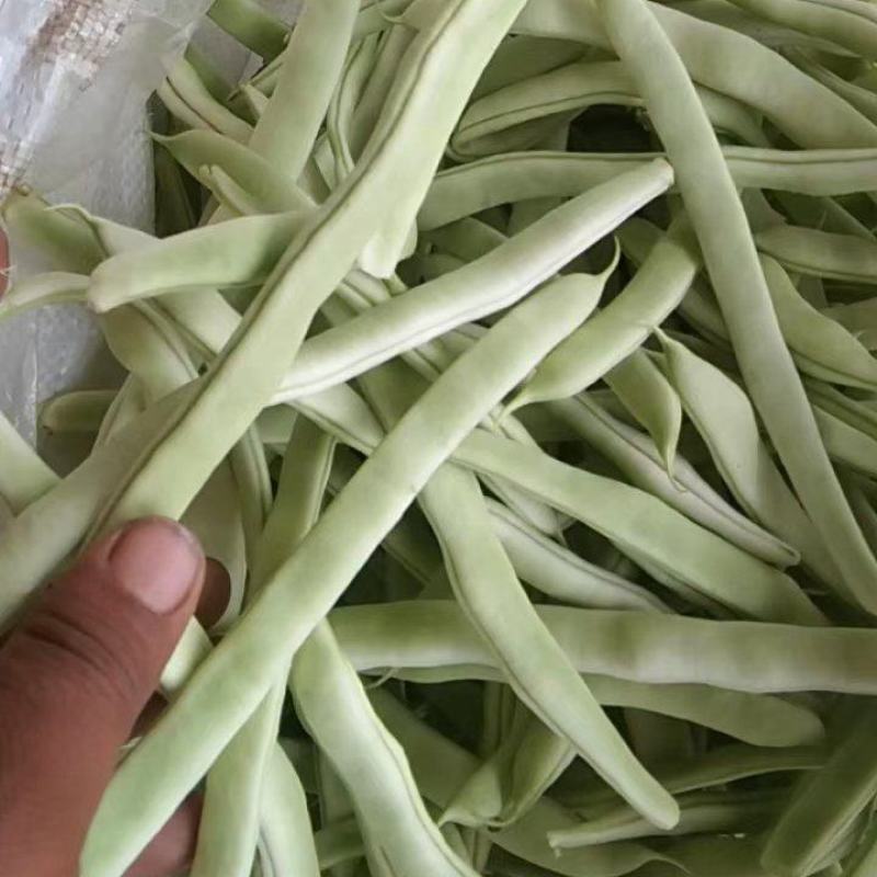 白不老大量上市