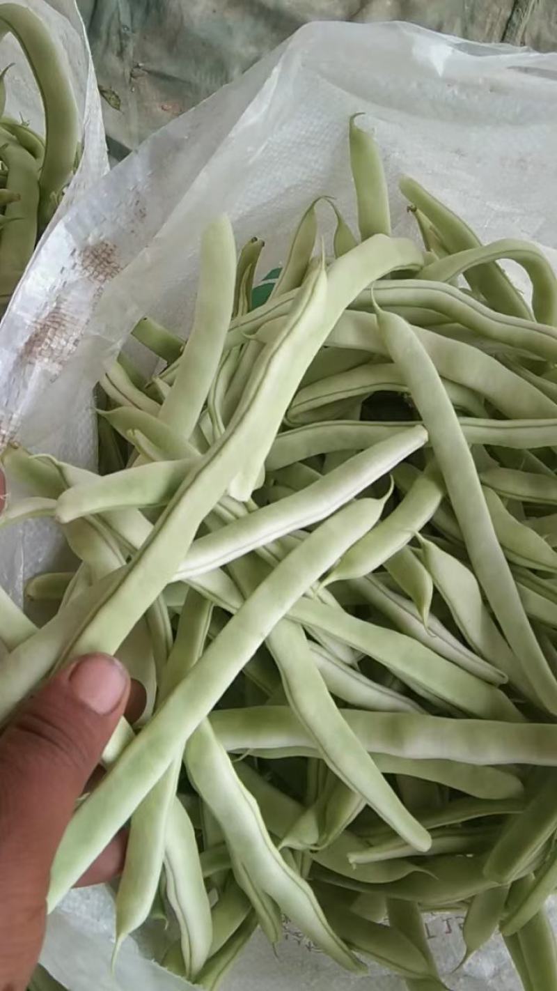 白不老大量上市