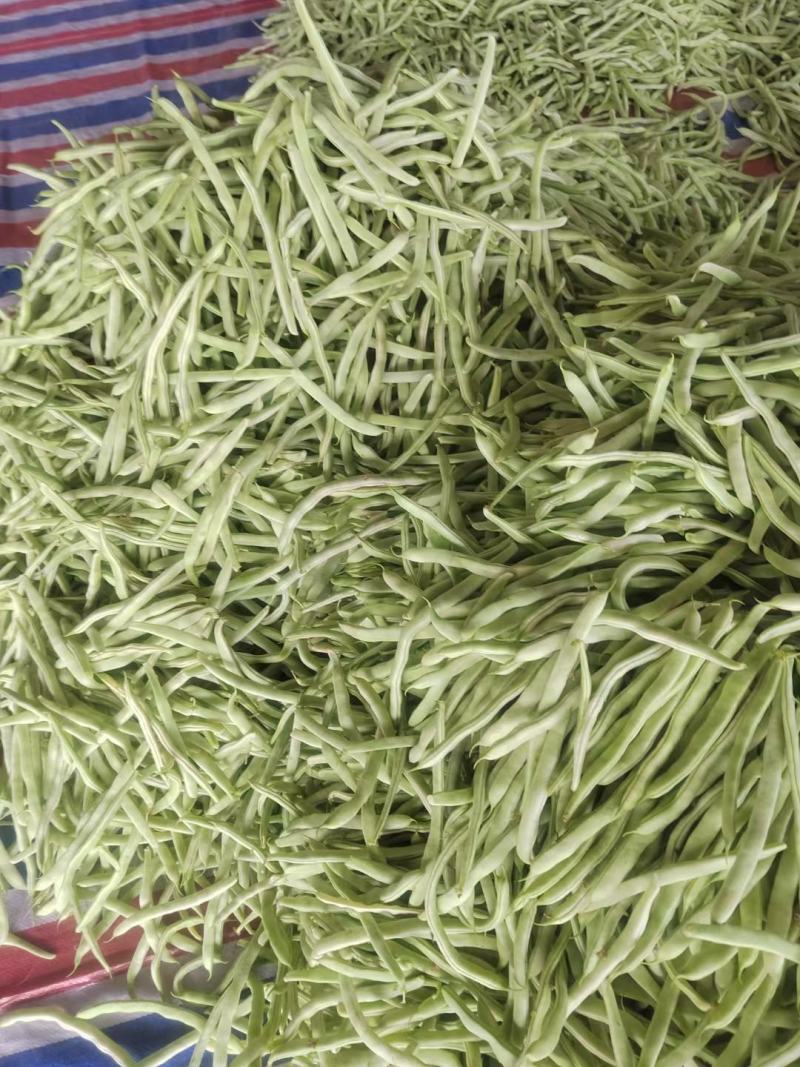 白不老大量上市