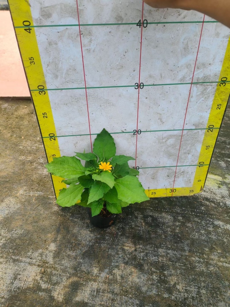 皇帝菊