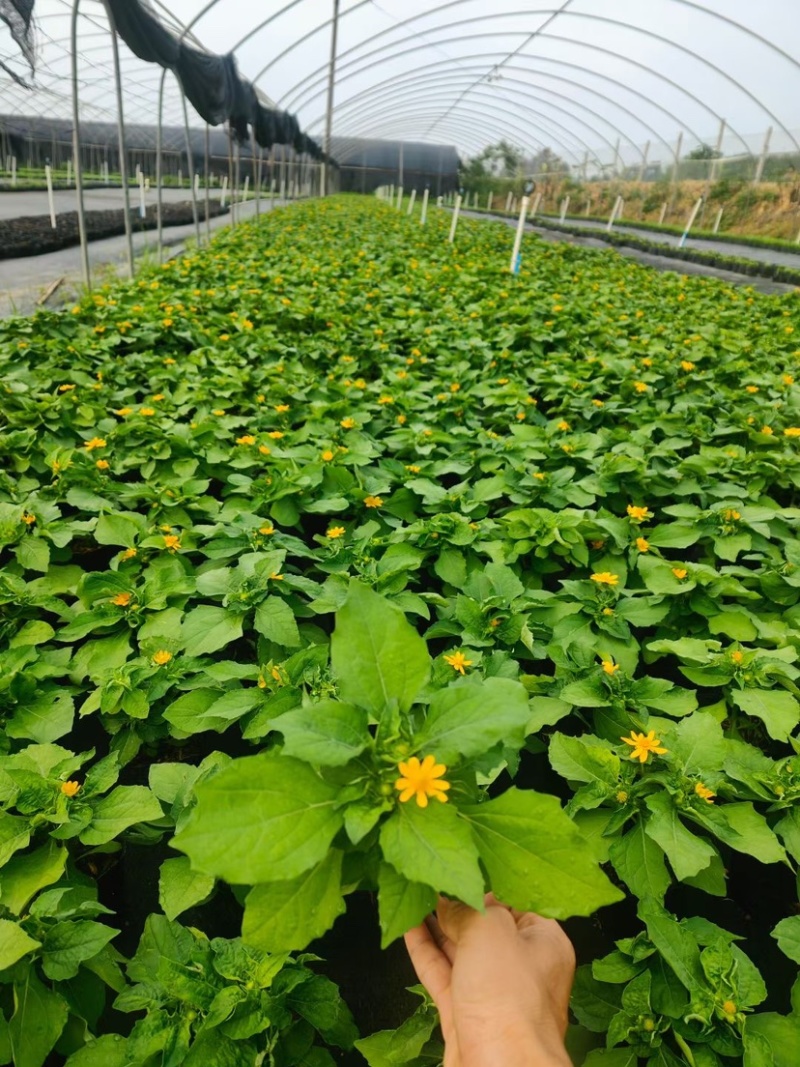 皇帝菊