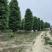 20公分金丝楠木小叶桢楠四季常绿植物基地大量供应