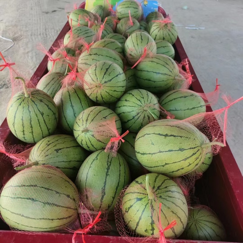 陕西蒲城吊兰西瓜上市，需要的联系