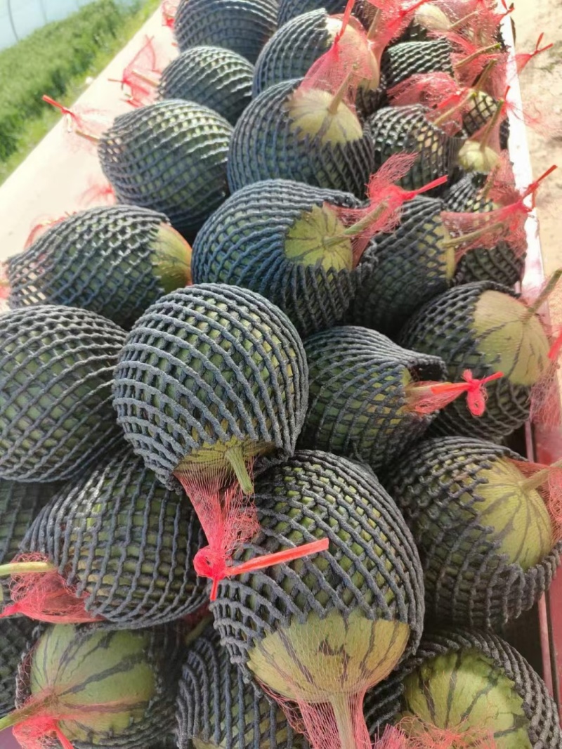 陕西蒲城吊兰西瓜上市，需要的联系