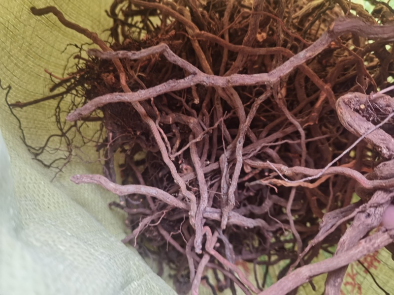 茜草