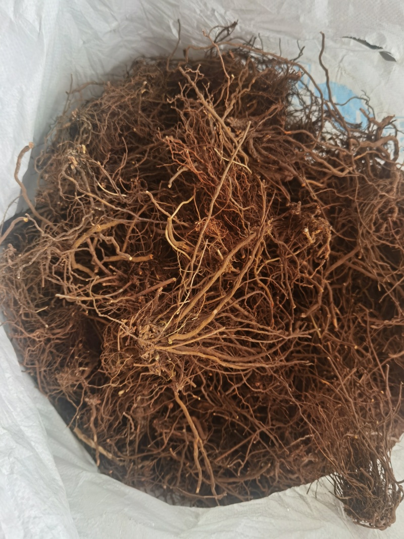 茜草