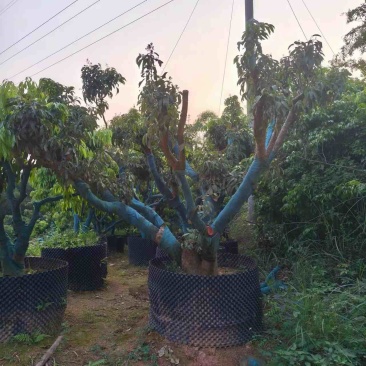 荔枝树带泥包已结果可种植各种景区，庭院，别墅等