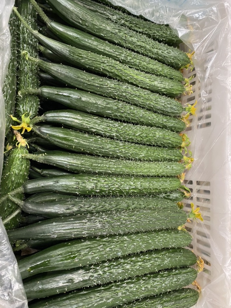 精品黄瓜