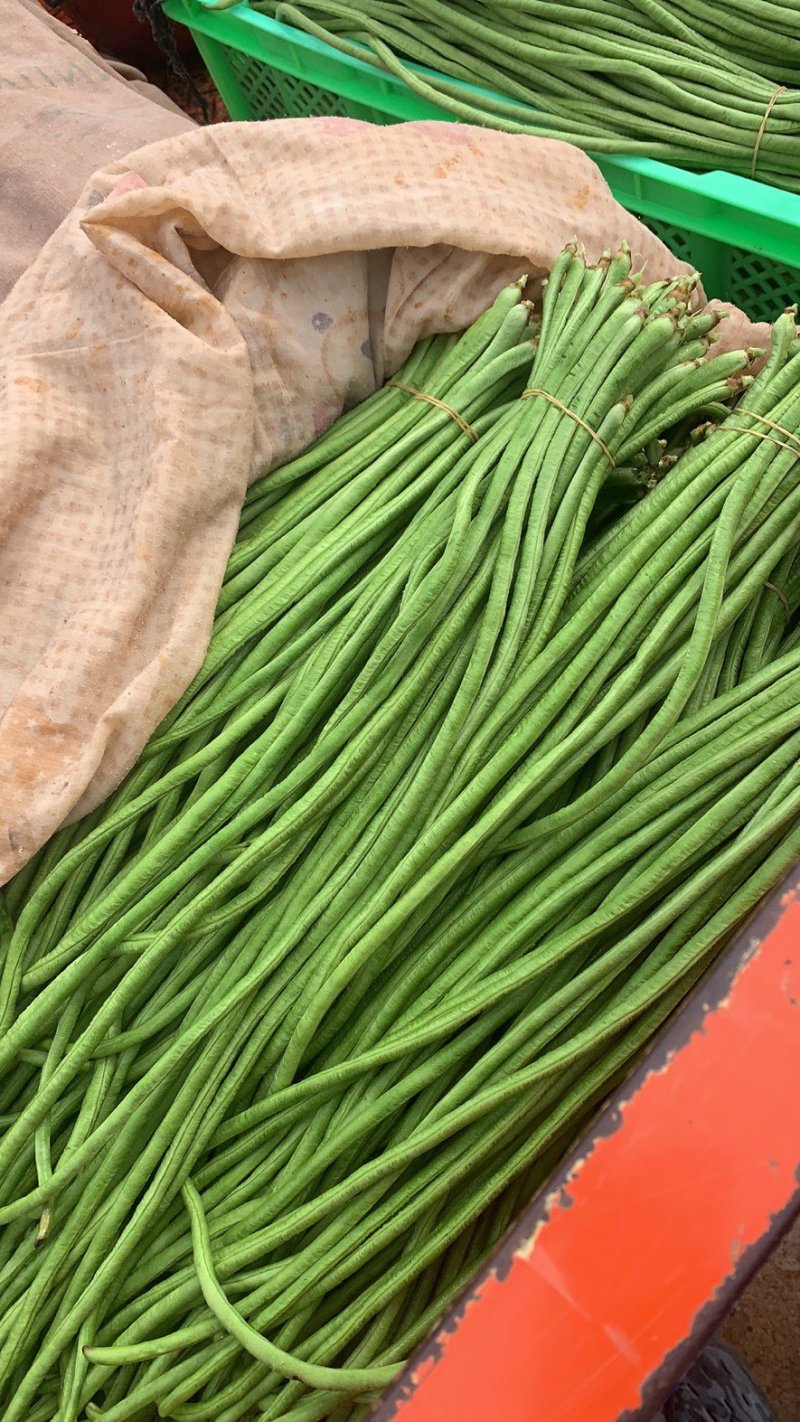 广东精品青豆角，产地直发可实地考察视频看货