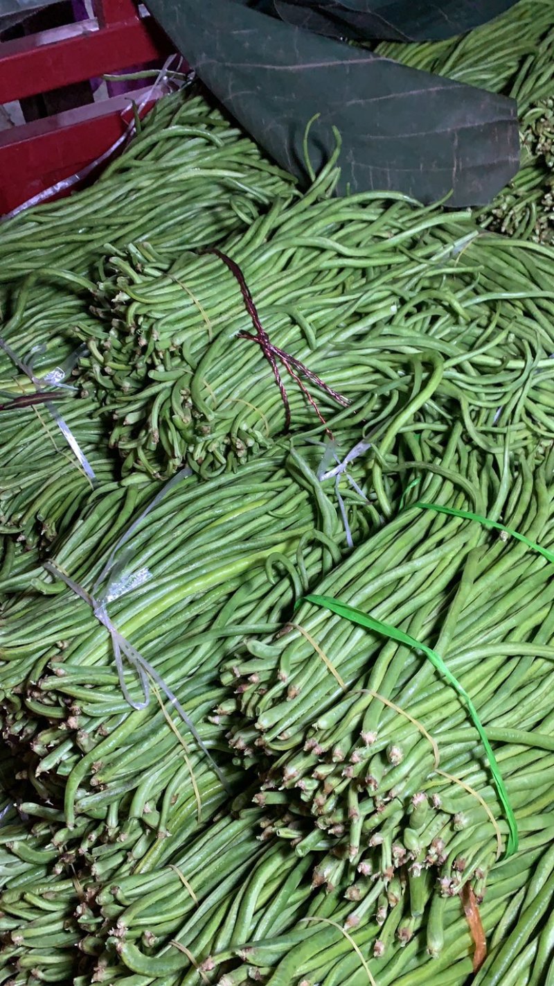 广东精品青豆角，产地直发可实地考察视频看货