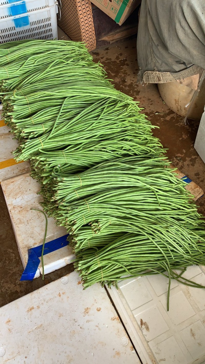 广东精品青豆角，产地直发可实地考察视频看货