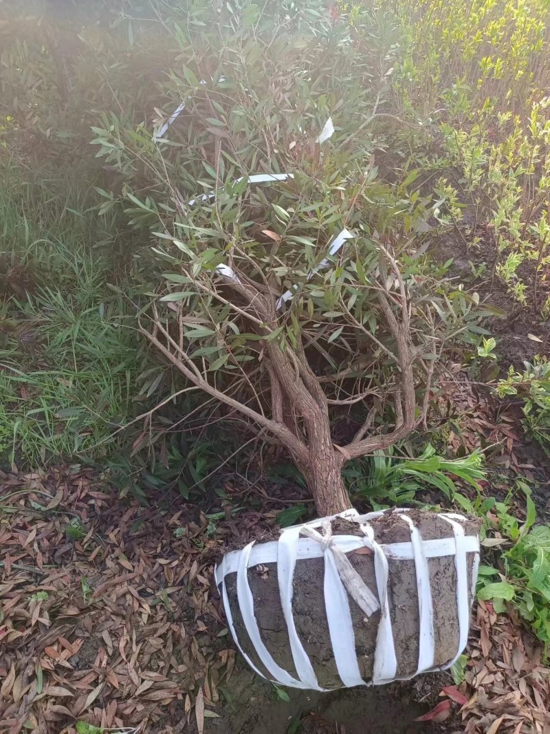 红千层地径:2、3、4、5、6Cm，规格齐全，价格美丽。
