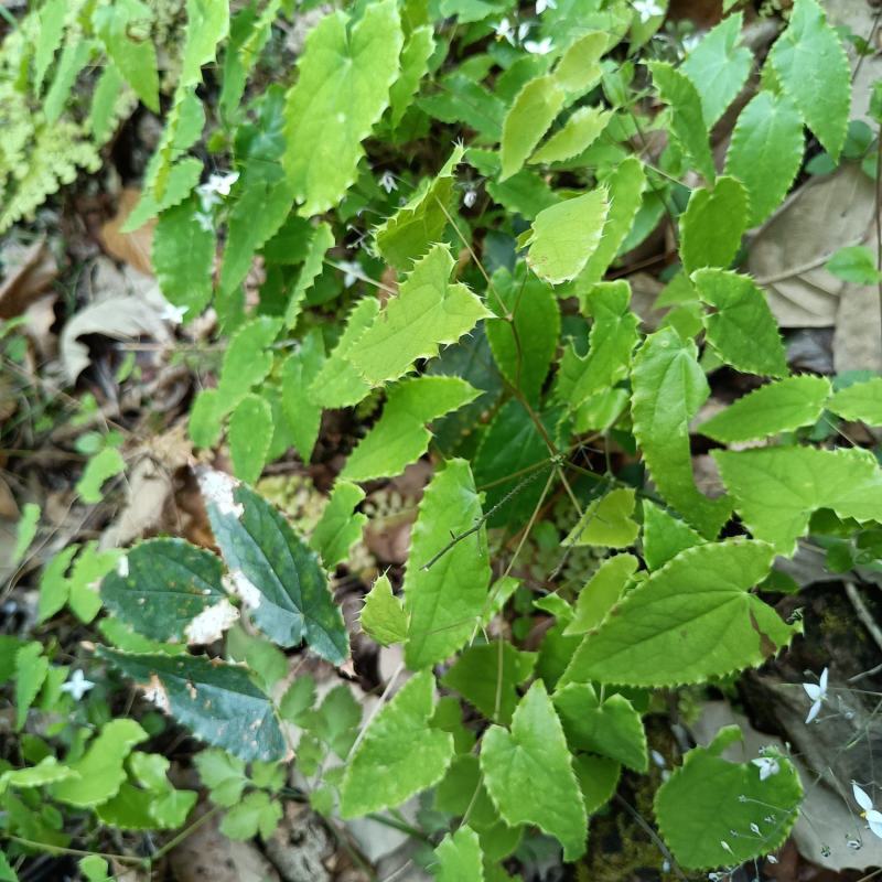淫羊藿种苗