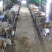 精品活牛西门塔尔牛多头1300斤以上欢迎咨询采购