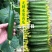 山东省聊城市莘县小黄瓜:水果黄瓜基地直供