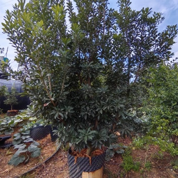 东魁杨梅树树苗带土黑炭南北方种植地栽早熟正宗嫁接水晶仙居