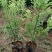 东魁杨梅树树苗带土黑炭南北方种植地栽早熟正宗嫁接水晶仙居