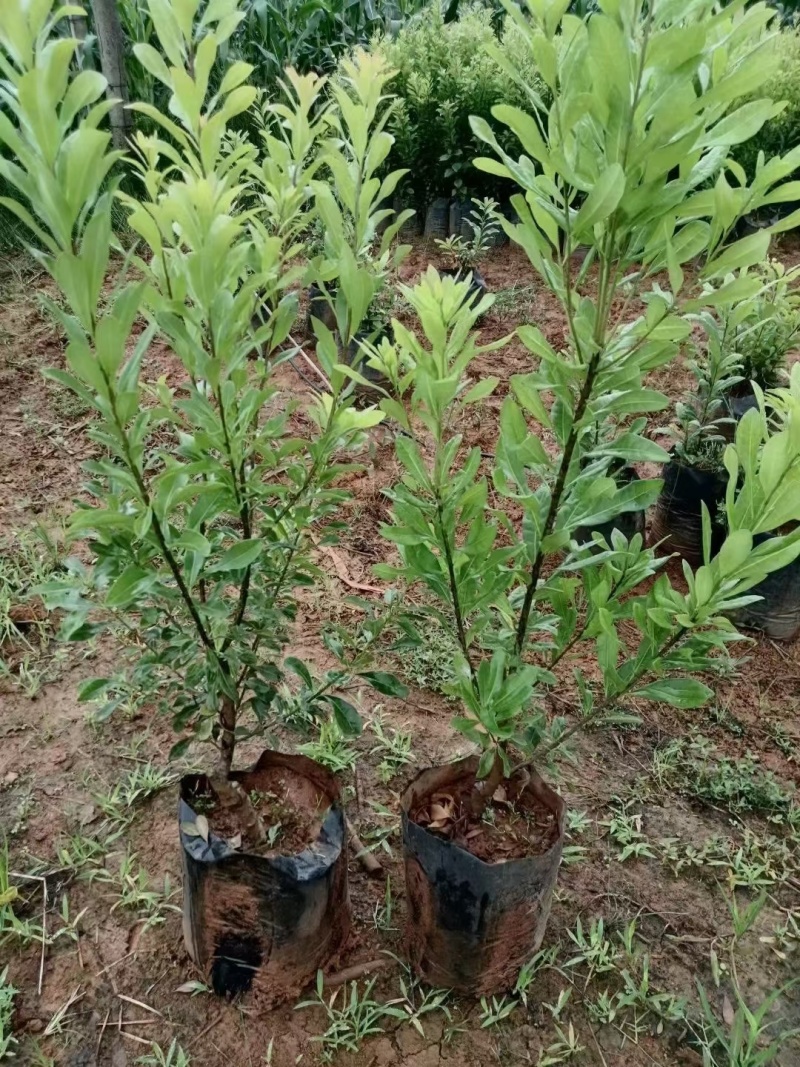 东魁杨梅树树苗带土黑炭南北方种植地栽早熟正宗嫁接水晶仙居