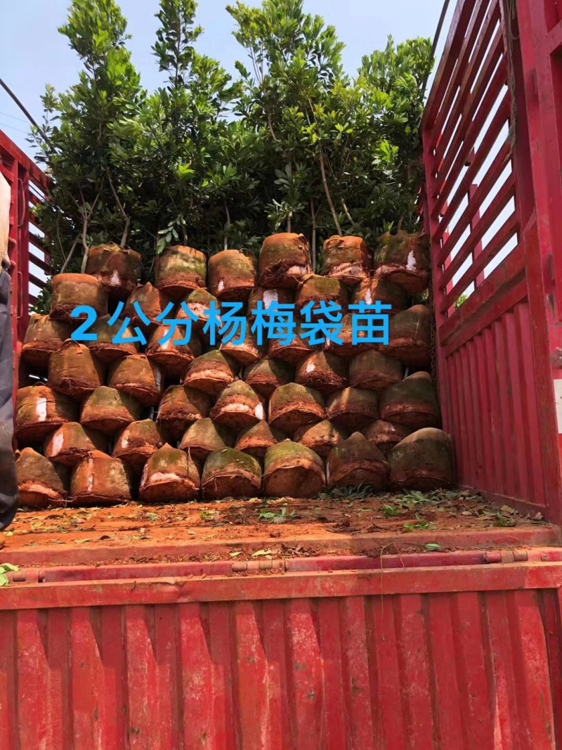 东魁杨梅树树苗带土黑炭南北方种植地栽早熟正宗嫁接水晶仙居