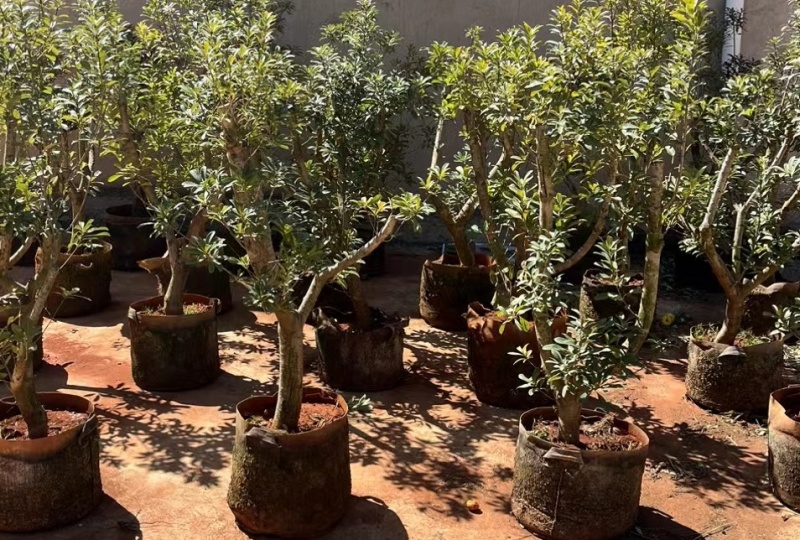 东魁杨梅树树苗带土黑炭南北方种植地栽早熟正宗嫁接水晶仙居