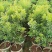 东魁杨梅树树苗带土黑炭南北方种植地栽早熟正宗嫁接水晶仙居
