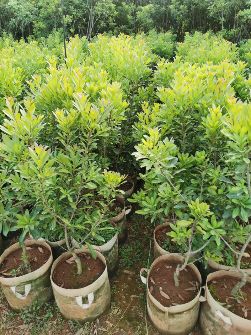 东魁杨梅树树苗带土黑炭南北方种植地栽早熟正宗嫁接水晶仙居