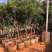 东魁杨梅树树苗带土黑炭南北方种植地栽早熟正宗嫁接水晶仙居