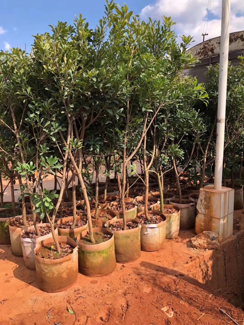东魁杨梅树树苗带土黑炭南北方种植地栽早熟正宗嫁接水晶仙居