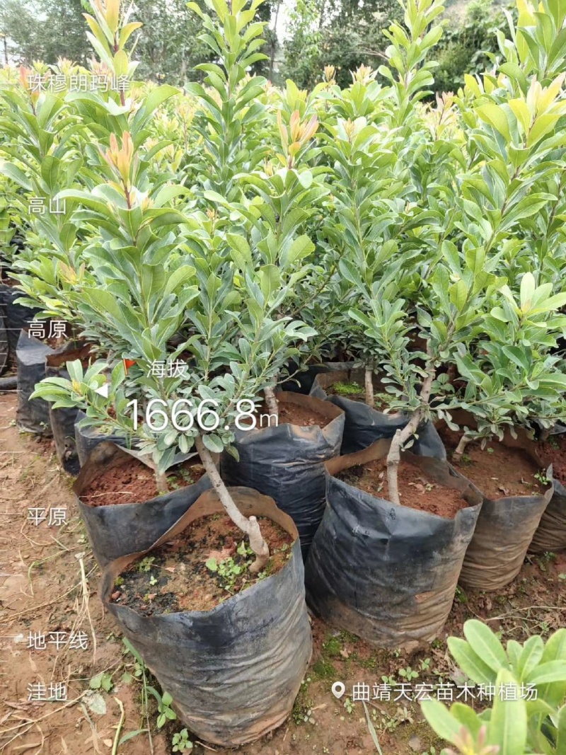 东魁杨梅树树苗带土黑炭南北方种植地栽早熟正宗嫁接水晶仙居