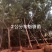 东魁杨梅树树苗带土黑炭南北方种植地栽早熟正宗嫁接水晶仙居