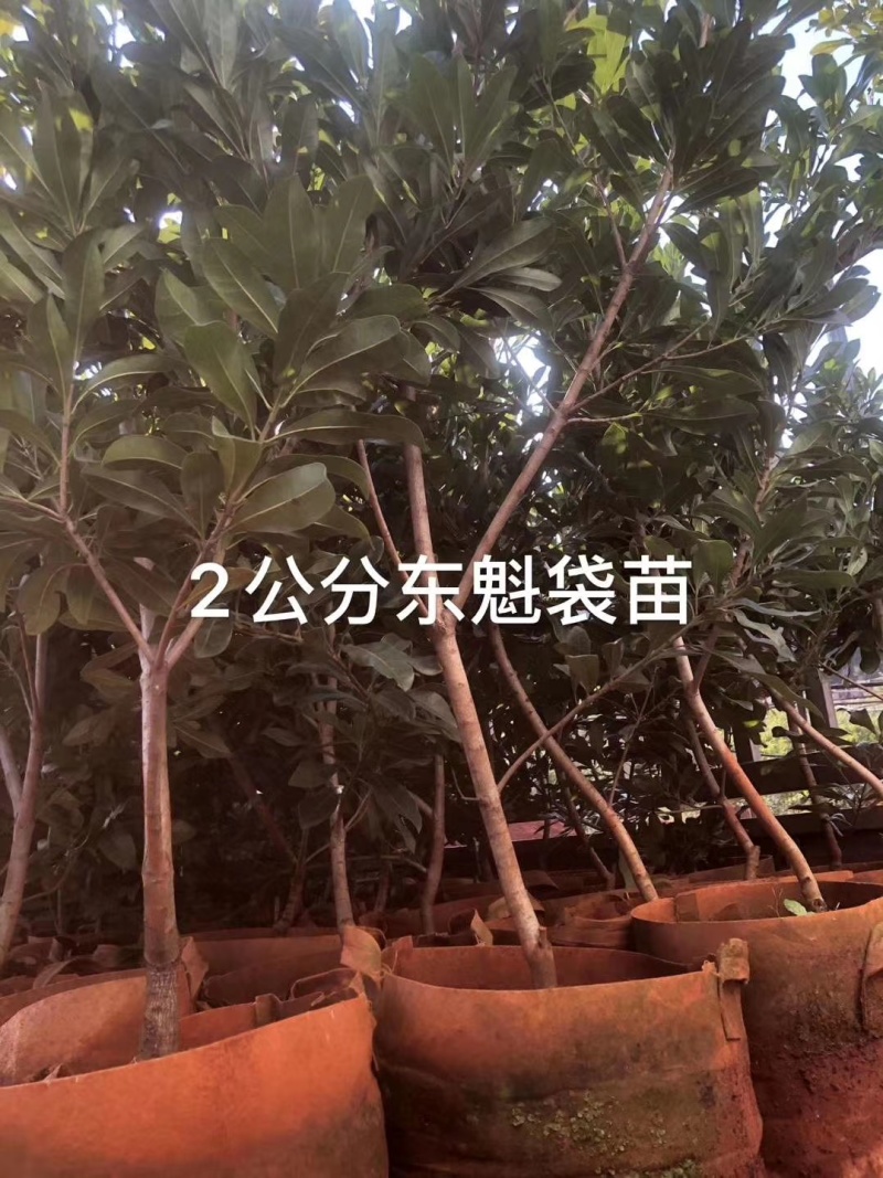 东魁杨梅树树苗带土黑炭南北方种植地栽早熟正宗嫁接水晶仙居