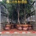 东魁杨梅树树苗带土黑炭南北方种植地栽早熟正宗嫁接水晶仙居