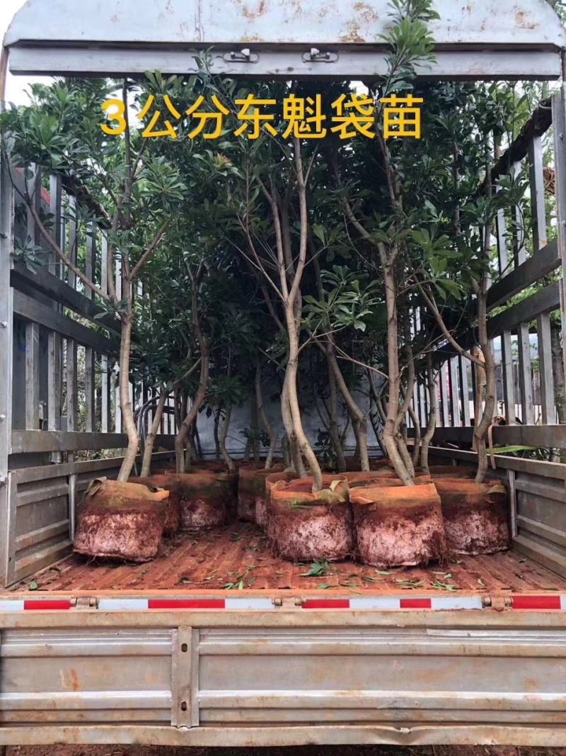 东魁杨梅树树苗带土黑炭南北方种植地栽早熟正宗嫁接水晶仙居