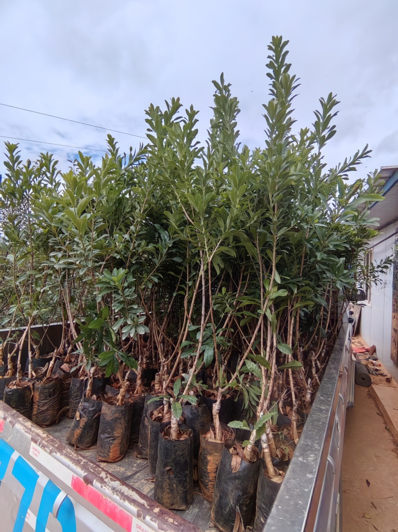 东魁杨梅树树苗带土黑炭南北方种植地栽早熟正宗嫁接水晶仙居