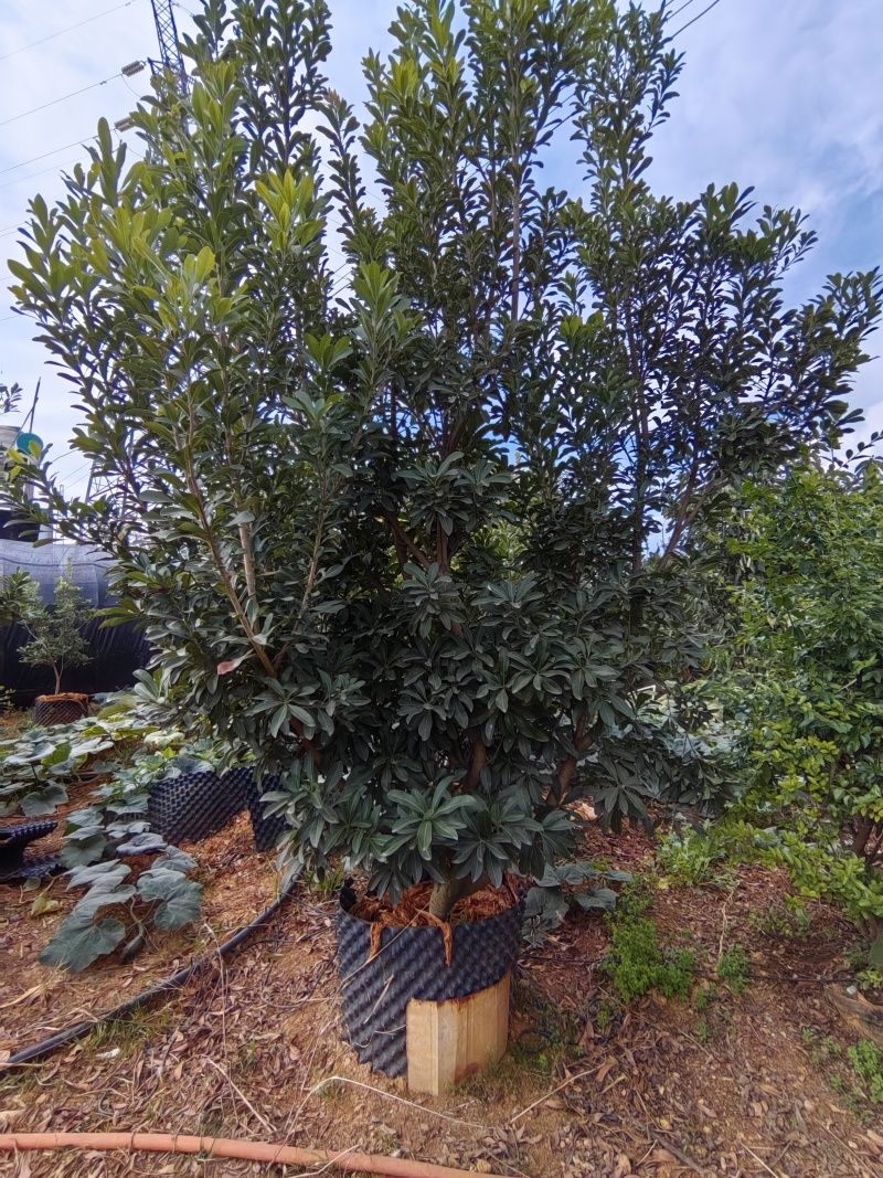 东魁杨梅树树苗带土黑炭南北方种植地栽早熟正宗嫁接水晶仙居