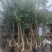东魁杨梅树树苗带土黑炭南北方种植地栽早熟正宗嫁接水晶仙居