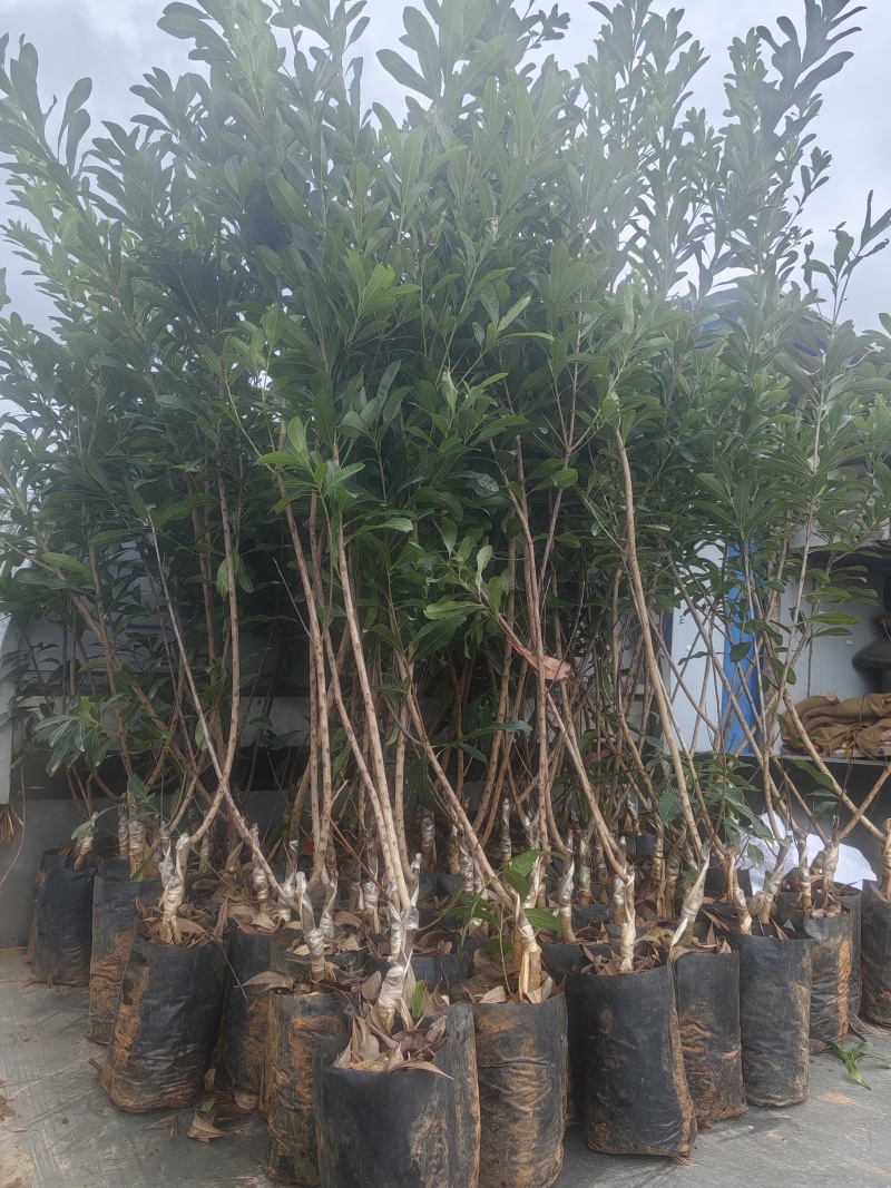 东魁杨梅树树苗带土黑炭南北方种植地栽早熟正宗嫁接水晶仙居