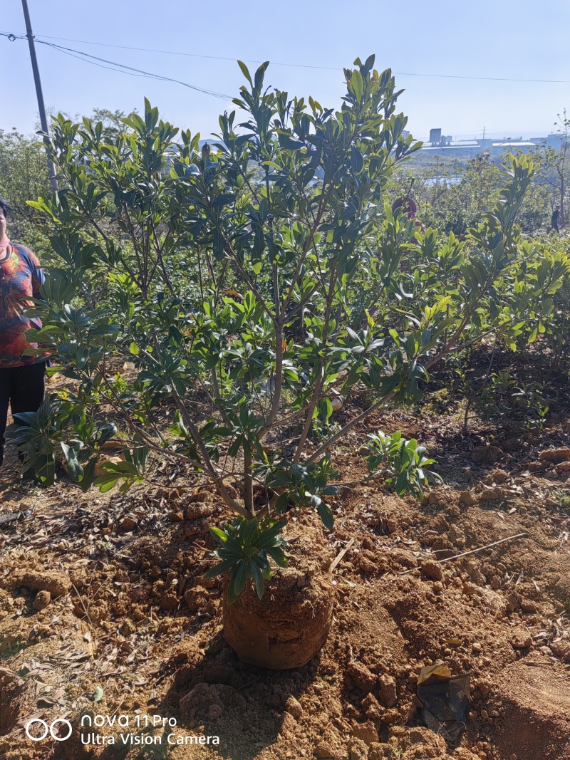 东魁杨梅树树苗带土黑炭南北方种植地栽早熟正宗嫁接水晶仙居