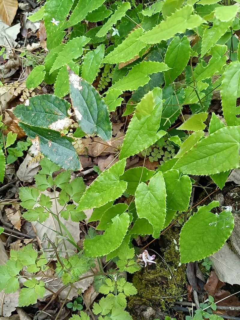 淫羊藿种苗