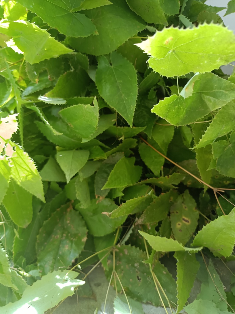 淫羊藿种苗