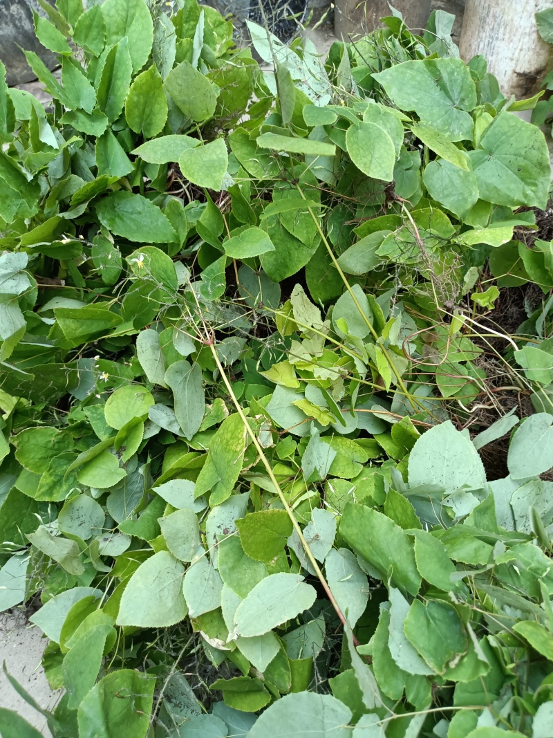 淫羊藿种苗