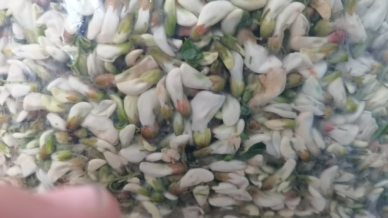 新鲜槐花【槐花】大量供应质量保证货源充足欢迎订购