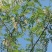 新鲜槐花【槐花】大量供应质量保证货源充足欢迎订购
