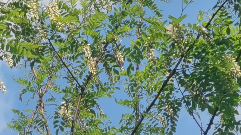 新鲜槐花【槐花】大量供应质量保证货源充足欢迎订购