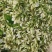 新鲜槐花【槐花】大量供应质量保证货源充足欢迎订购
