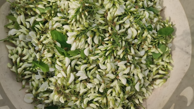 新鲜槐花【槐花】大量供应质量保证货源充足欢迎订购
