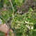 新鲜槐花【槐花】大量供应质量保证货源充足欢迎订购